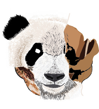 Illustration of panda